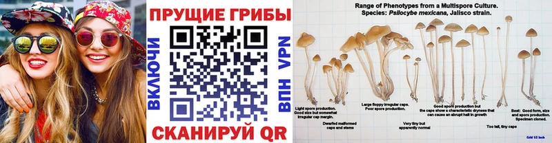 продажа наркотиков  Нерчинск  Псилоцибиновые грибы MAGIC MUSHROOMS 